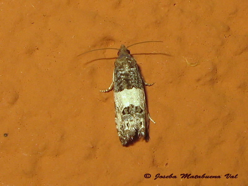 Notocelia sp. - Tortricidae? Notocelia cfr. trimaculana